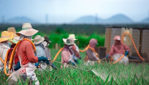 Farmers Applying Pesticides to their Crops